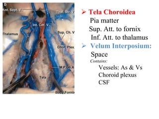  Tela Choroidea
Pia matter
Sup. Att. to fornix
Inf. Att. to thalamus
 Velum Interposium:
Space
Contains:
Vessels: As & Vs
Choroid plexus
CSF
 