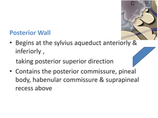 Posterior Wall
• Begins at the sylvius aqueduct anteriorly &
inferiorly ,
taking posterior superior direction
• Contains the posterior commissure, pineal
body, habenular commissure & suprapineal
recess above
 