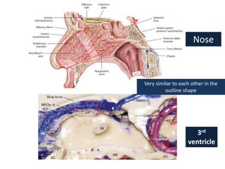 Nose
3rd
ventricle
Very similar to each other in the
outline shape
 
