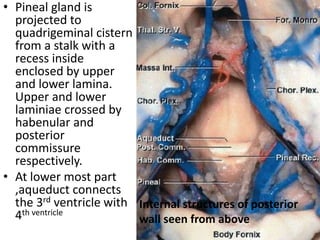 • Pineal gland is
projected to
quadrigeminal cistern
from a stalk with a
recess inside
enclosed by upper
and lower lamina.
Upper and lower
laminiae crossed by
habenular and
posterior
commissure
respectively.
• At lower most part
,aqueduct connects
the 3rd ventricle with
4th ventricle
Internal structures of posterior
wall seen from above
 