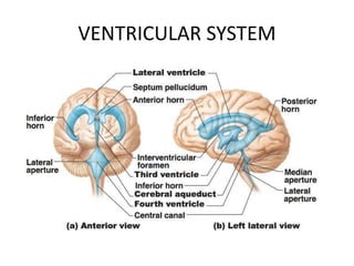 VENTRICULAR SYSTEM
 
