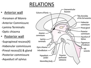 RELATIONS
• Anterior wall
-Foramen of Monro
-Anterior Commissure
-Lamina Terminalis
-Optic chiasma
• Posterior wall
-Suprapineal rescess(4)
-Habenular commissure
-Pineal recess(5) & gland
-Posterior commissure
-Aqueduct of sylvius
 