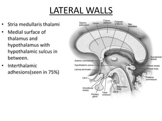 LATERAL WALLS
• Stria medullaris thalami
• Medial surface of
thalamus and
hypothalamus with
hypothalamic sulcus in
between.
• Interthalamic
adhesions(seen in 75%)
 