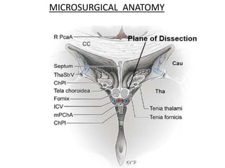 MICROSURGICAL ANATOMY
 