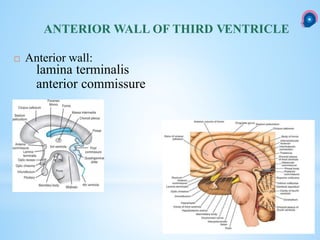  Anterior wall:
lamina terminalis
anterior commissure
ANTERIOR WALL OF THIRD VENTRICLE
 