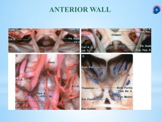 ANTERIOR WALL
 