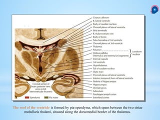The roof of the ventricle is formed by pia-ependyma, which spans between the two striae
medullaris thalami, situated along the dorsomedial border of the thalamus.
 
