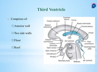 Third Ventricle
 Comprises of:
Anterior wall
Two side walls
Floor
Roof
 