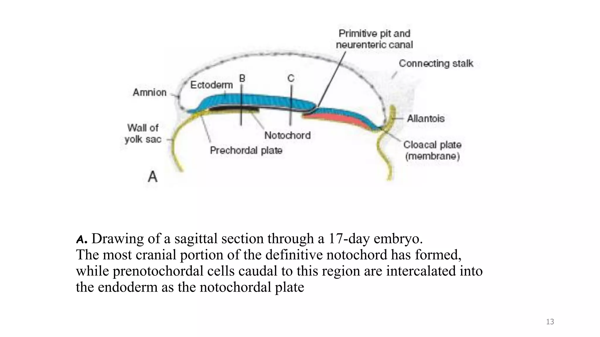 A. Drawing of a sagittal section through a 17-day embryo.
The most cranial portion of the definitive notochord has formed,
while prenotochordal cells caudal to this region are intercalated into
the endoderm as the notochordal plate
13
 