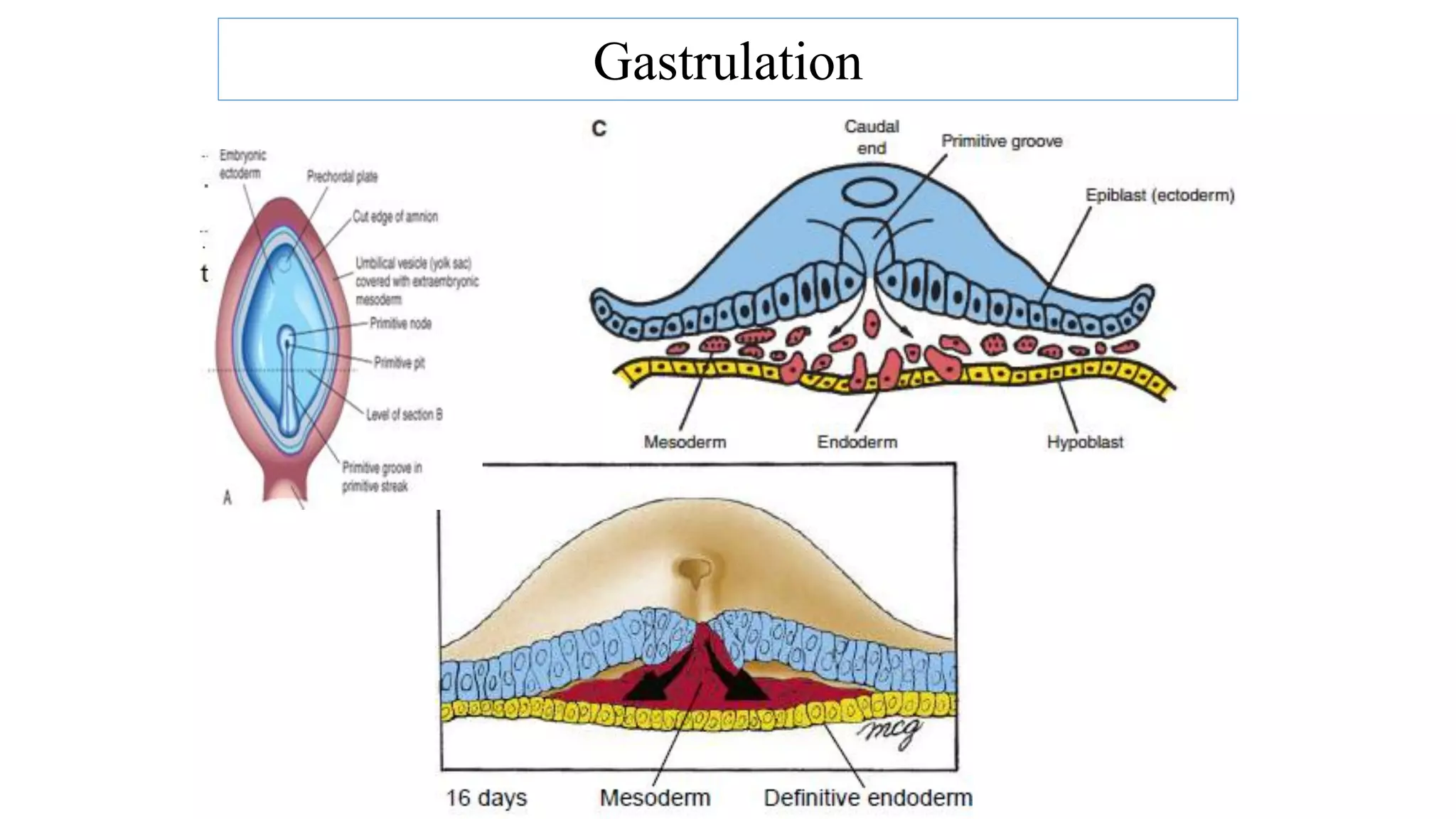 Gastrulation
 