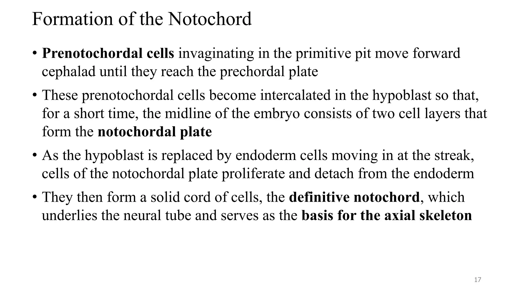 Formation of the Notochord
• Prenotochordal cells invaginating in the primitive pit move forward
cephalad until they reach the prechordal plate
• These prenotochordal cells become intercalated in the hypoblast so that,
for a short time, the midline of the embryo consists of two cell layers that
form the notochordal plate
• As the hypoblast is replaced by endoderm cells moving in at the streak,
cells of the notochordal plate proliferate and detach from the endoderm
• They then form a solid cord of cells, the definitive notochord, which
underlies the neural tube and serves as the basis for the axial skeleton
17
 