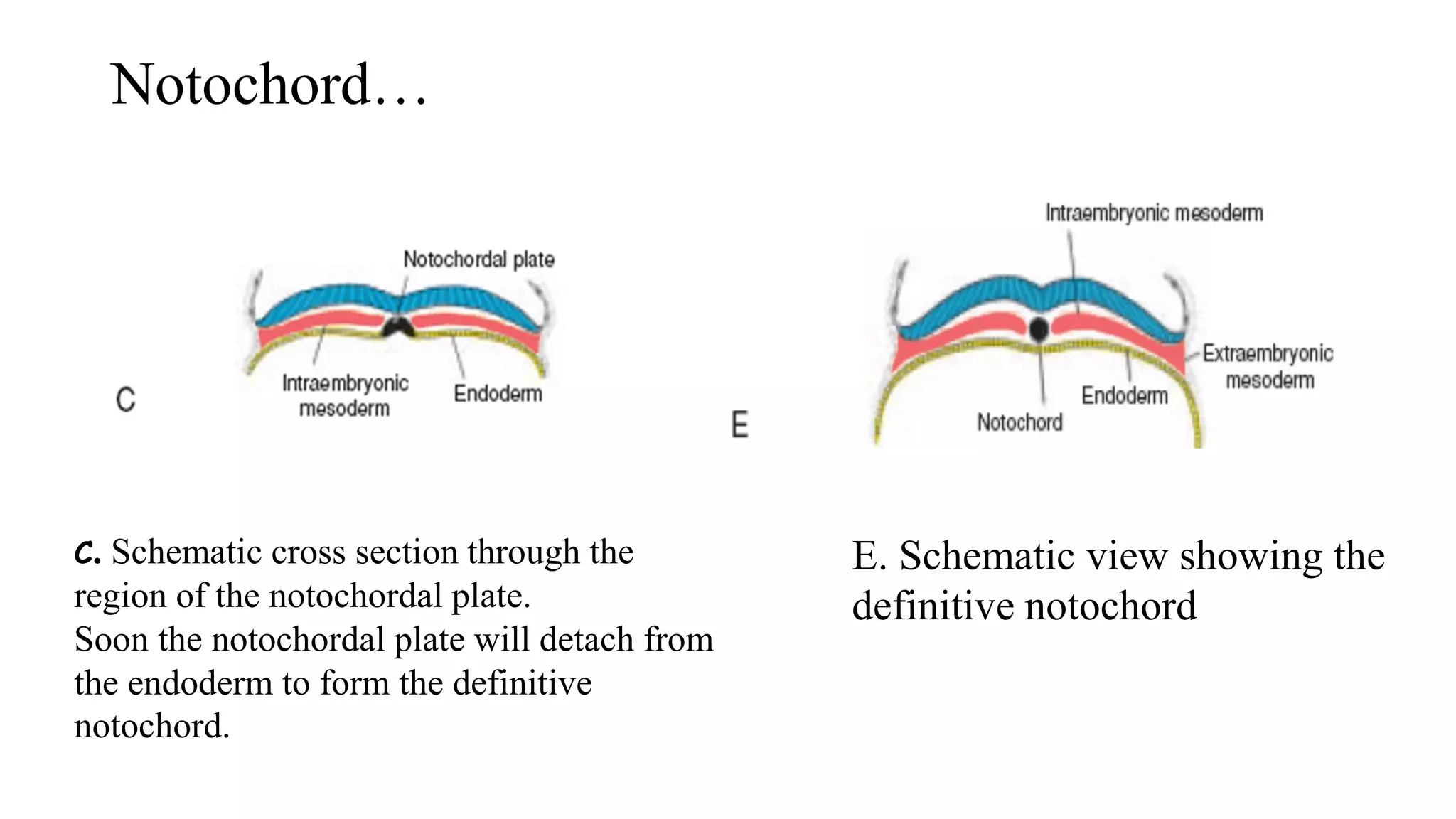 Notochord…
C. Schematic cross section through the
region of the notochordal plate.
Soon the notochordal plate will detach from
the endoderm to form the definitive
notochord.
E. Schematic view showing the
definitive notochord
 