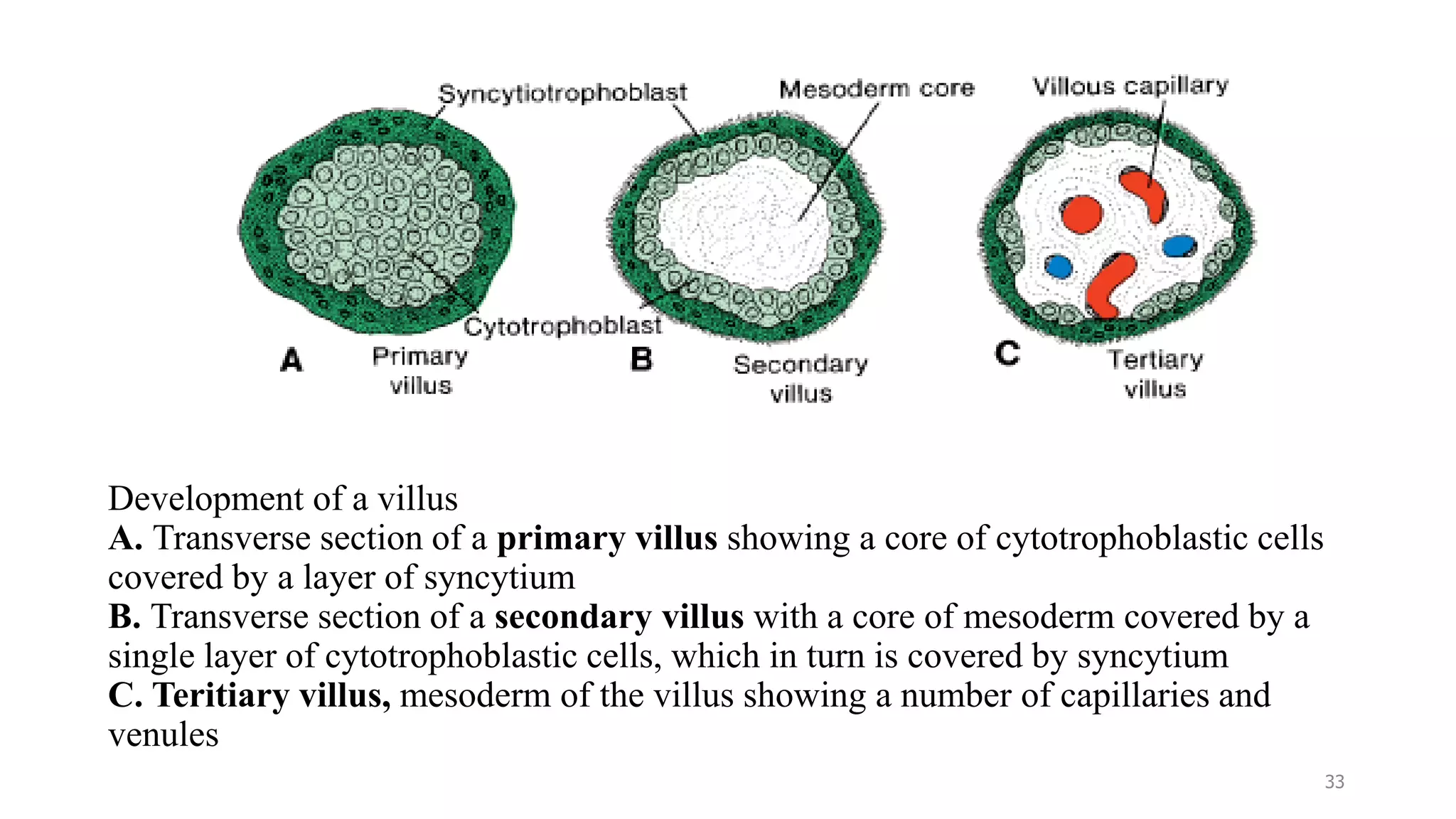 Development of a villus
A. Transverse section of a primary villus showing a core of cytotrophoblastic cells
covered by a layer of syncytium
B. Transverse section of a secondary villus with a core of mesoderm covered by a
single layer of cytotrophoblastic cells, which in turn is covered by syncytium
C. Teritiary villus, mesoderm of the villus showing a number of capillaries and
venules
33
 