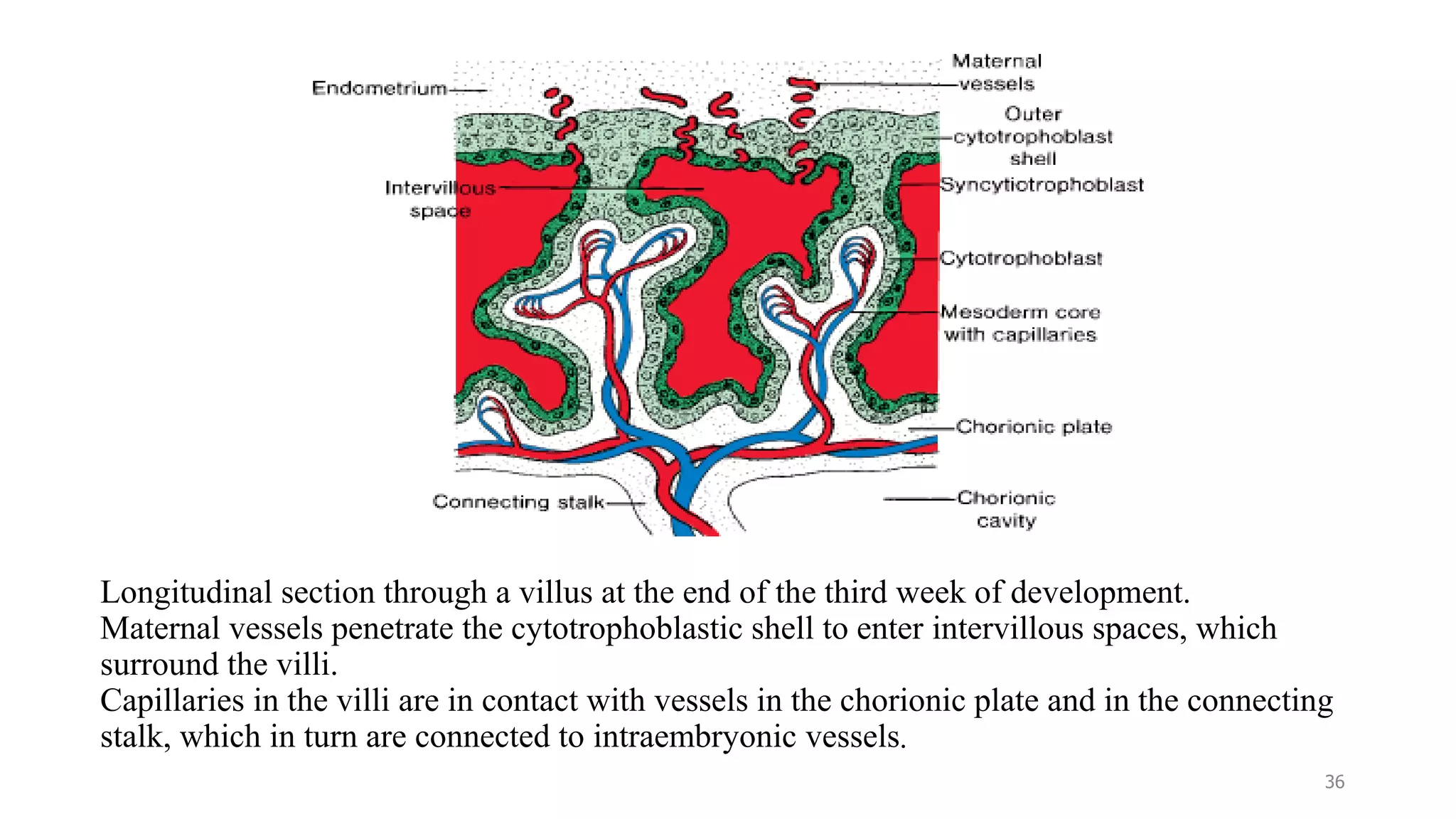 Longitudinal section through a villus at the end of the third week of development.
Maternal vessels penetrate the cytotrophoblastic shell to enter intervillous spaces, which
surround the villi.
Capillaries in the villi are in contact with vessels in the chorionic plate and in the connecting
stalk, which in turn are connected to intraembryonic vessels.
36
 
