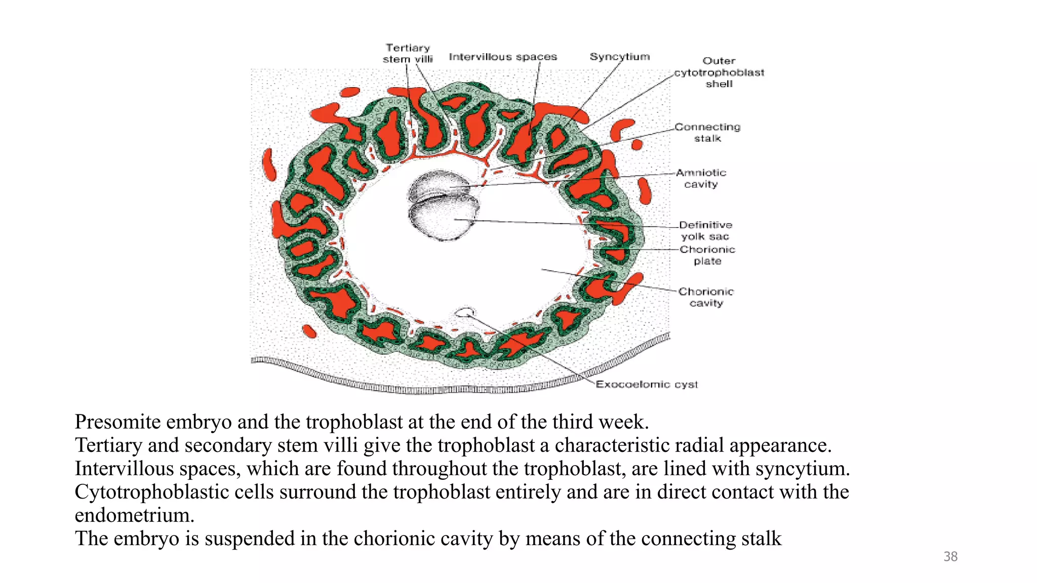 Presomite embryo and the trophoblast at the end of the third week.
Tertiary and secondary stem villi give the trophoblast a characteristic radial appearance.
Intervillous spaces, which are found throughout the trophoblast, are lined with syncytium.
Cytotrophoblastic cells surround the trophoblast entirely and are in direct contact with the
endometrium.
The embryo is suspended in the chorionic cavity by means of the connecting stalk
38
 