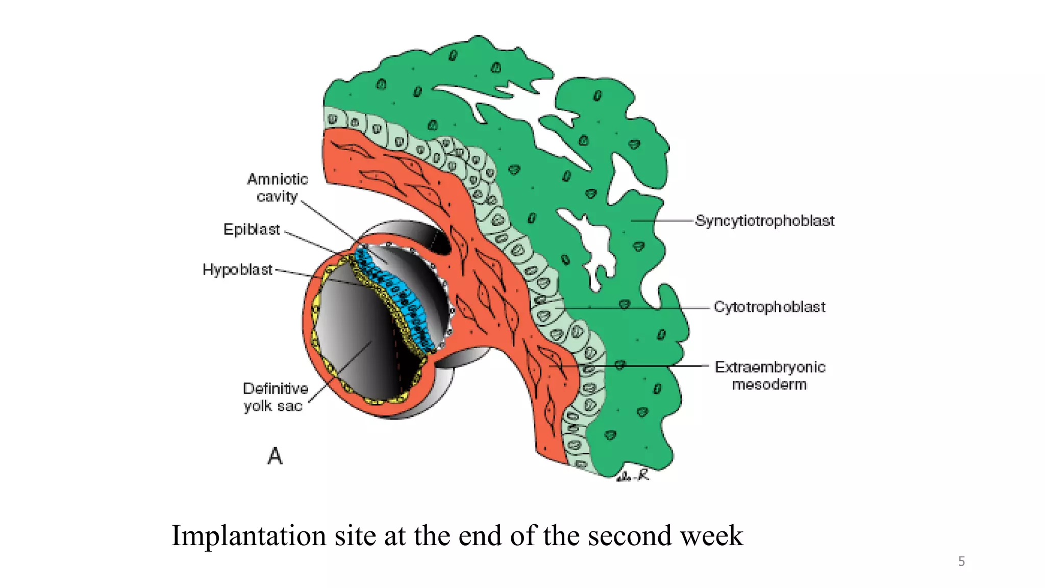 Implantation site at the end of the second week
5
 