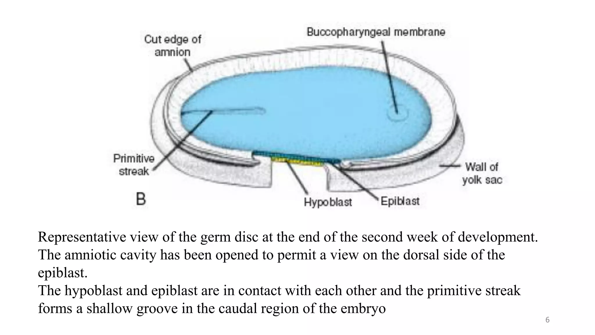 Representative view of the germ disc at the end of the second week of development.
The amniotic cavity has been opened to permit a view on the dorsal side of the
epiblast.
The hypoblast and epiblast are in contact with each other and the primitive streak
forms a shallow groove in the caudal region of the embryo
6
 