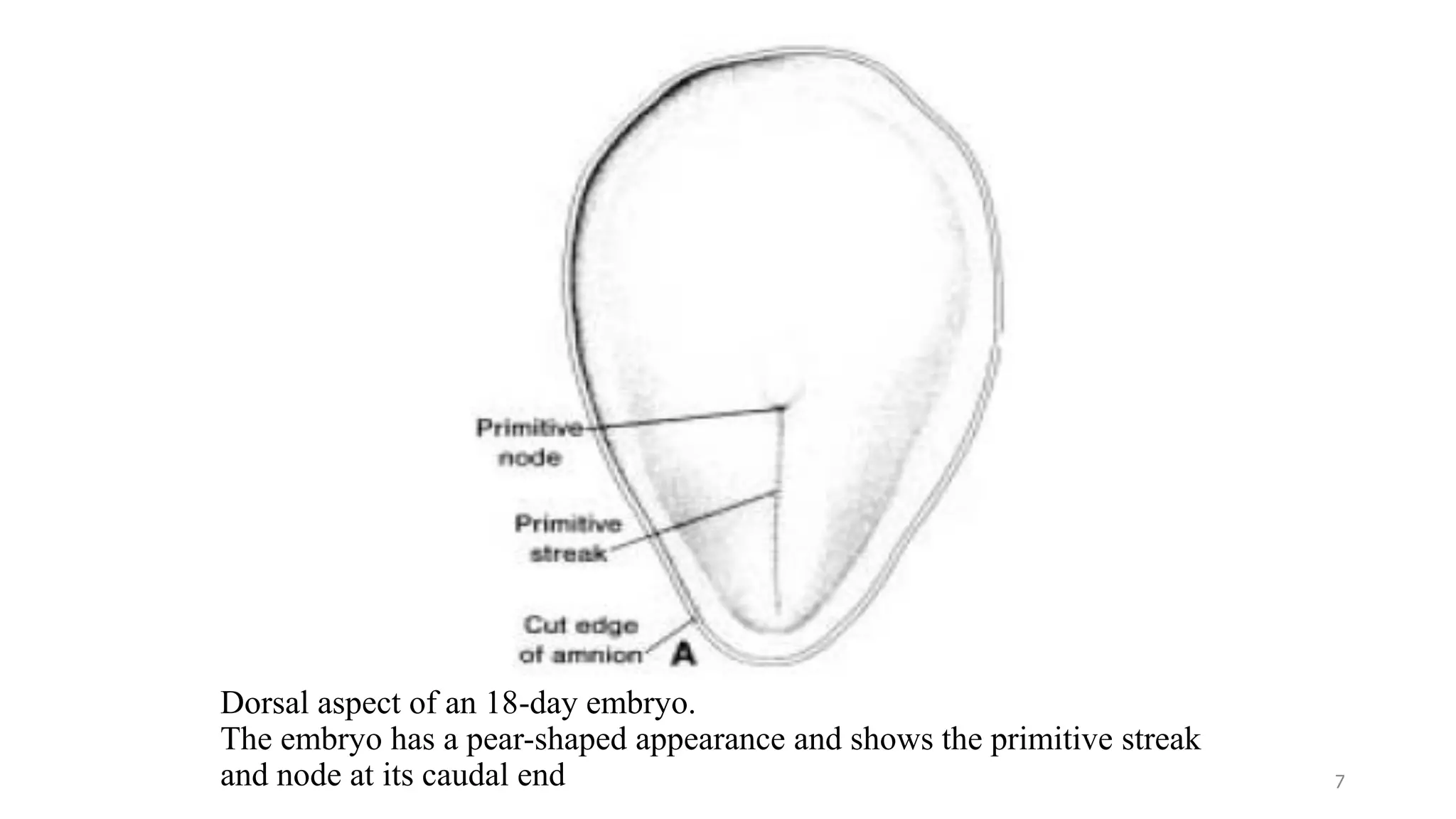 Dorsal aspect of an 18-day embryo.
The embryo has a pear-shaped appearance and shows the primitive streak
and node at its caudal end 7
 