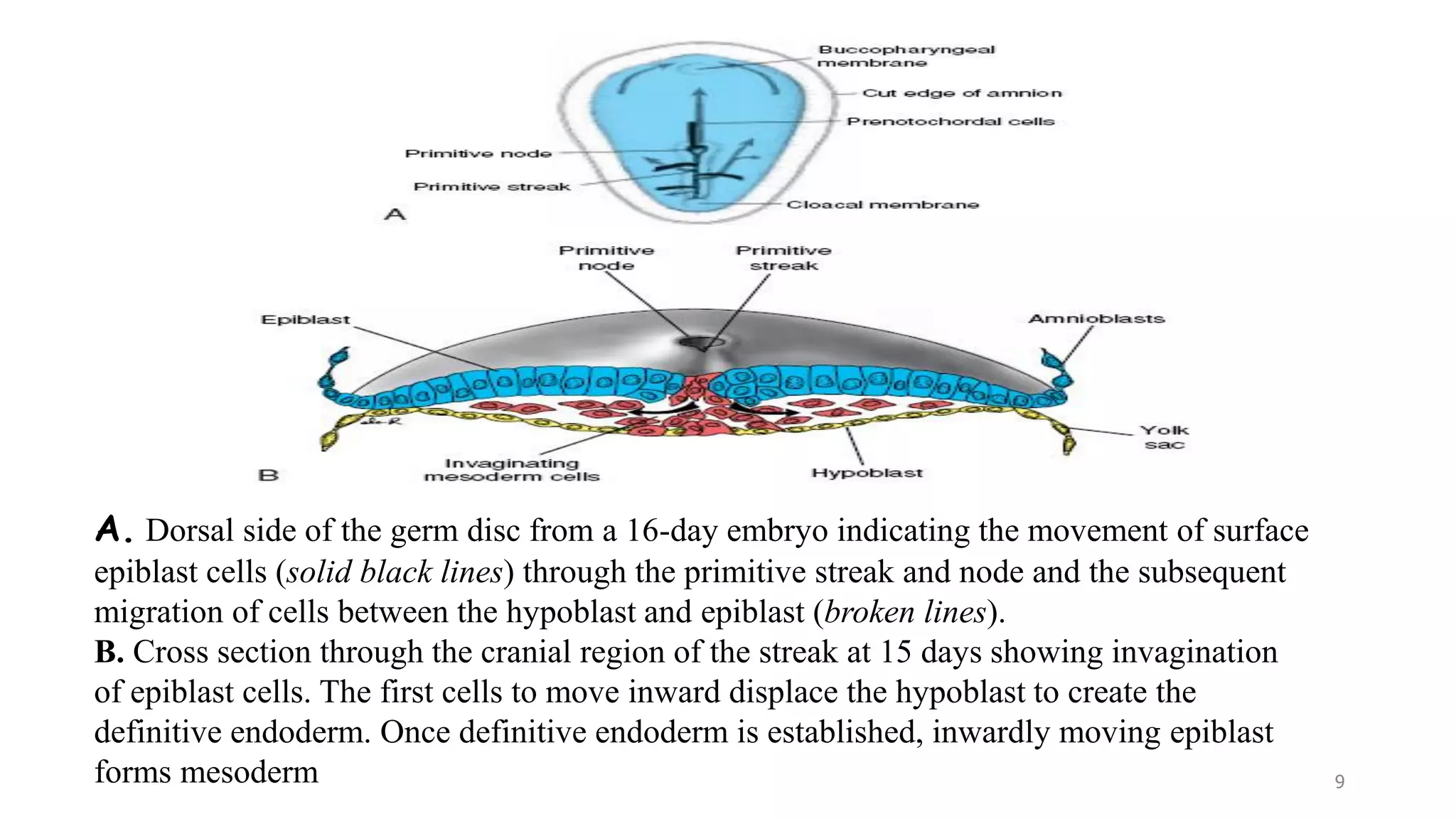 A. Dorsal side of the germ disc from a 16-day embryo indicating the movement of surface
epiblast cells (solid black lines) through the primitive streak and node and the subsequent
migration of cells between the hypoblast and epiblast (broken lines).
B. Cross section through the cranial region of the streak at 15 days showing invagination
of epiblast cells. The first cells to move inward displace the hypoblast to create the
definitive endoderm. Once definitive endoderm is established, inwardly moving epiblast
forms mesoderm 9
 