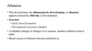 Allantois
• This diverticulum, the allantoenteric diverticulum, or allantois,
appears around the 16th day of development
• Function
• Early blood formation
• Development of urinary bladder
• As bladder enlarges it changes in to urachus, median umbilical cord in
adult.
• Blood vessels of allantois become umbilical aa
 