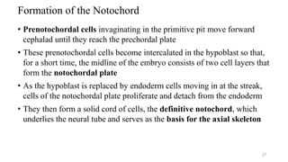 Formation of the Notochord
• Prenotochordal cells invaginating in the primitive pit move forward
cephalad until they reach the prechordal plate
• These prenotochordal cells become intercalated in the hypoblast so that,
for a short time, the midline of the embryo consists of two cell layers that
form the notochordal plate
• As the hypoblast is replaced by endoderm cells moving in at the streak,
cells of the notochordal plate proliferate and detach from the endoderm
• They then form a solid cord of cells, the definitive notochord, which
underlies the neural tube and serves as the basis for the axial skeleton
17
 