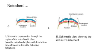 Notochord…
C. Schematic cross section through the
region of the notochordal plate.
Soon the notochordal plate will detach from
the endoderm to form the definitive
notochord.
E. Schematic view showing the
definitive notochord
 