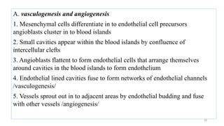 28
A. vasculogenesis and angiogenesis
1. Mesenchymal cells differentiate in to endothelial cell precursors
angioblasts cluster in to blood islands
2. Small cavities appear within the blood islands by confluence of
intercellular clefts
3. Angioblasts flattent to form endothelial cells that arrange themselves
around cavities in the blood islands to form endothelium
4. Endothelial lined cavities fuse to form networks of endothelial channels
/vasculogenesis/
5. Vessels sprout out in to adjacent areas by endothelial budding and fuse
with other vessels /angiogenesis/
 