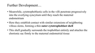 Further Development…
• Meanwhile, cytotrophoblastic cells in the villi penetrate progressively
into the overlying syncytium until they reach the maternal
endometrium
• Here they establish contact with similar extensions of neighboring
villous stems, forming a thin outer cytotrophoblast shell
• This shell gradually surrounds the trophoblast entirely and attaches the
chorionic sac firmly to the maternal endometrial tissue
 