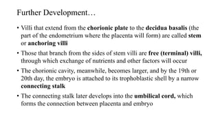 Further Development…
• Villi that extend from the chorionic plate to the decidua basalis (the
part of the endometrium where the placenta will form) are called stem
or anchoring villi
• Those that branch from the sides of stem villi are free (terminal) villi,
through which exchange of nutrients and other factors will occur
• The chorionic cavity, meanwhile, becomes larger, and by the 19th or
20th day, the embryo is attached to its trophoblastic shell by a narrow
connecting stalk
• The connecting stalk later develops into the umbilical cord, which
forms the connection between placenta and embryo
 
