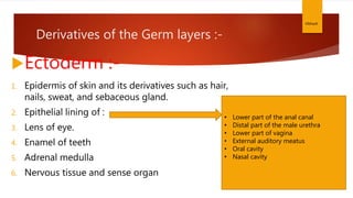 Derivatives of the Germ layers :-
Ectoderm :-
1. Epidermis of skin and its derivatives such as hair,
nails, sweat, and sebaceous gland.
2. Epithelial lining of :
3. Lens of eye.
4. Enamel of teeth
5. Adrenal medulla
6. Nervous tissue and sense organ
Vibhash
• Lower part of the anal canal
• Distal part of the male urethra
• Lower part of vagina
• External auditory meatus
• Oral cavity
• Nasal cavity
 