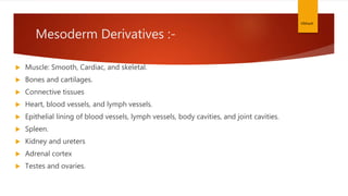 Mesoderm Derivatives :-
 Muscle: Smooth, Cardiac, and skeletal.
 Bones and cartilages.
 Connective tissues
 Heart, blood vessels, and lymph vessels.
 Epithelial lining of blood vessels, lymph vessels, body cavities, and joint cavities.
 Spleen.
 Kidney and ureters
 Adrenal cortex
 Testes and ovaries.
Vibhash
 
