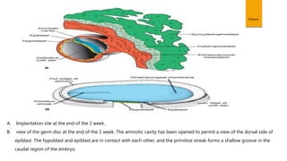 Vibhash
A. Implantation site at the end of the 2 week.
B. view of the germ disc at the end of the 2 week. The amniotic cavity has been opened to permit a view of the dorsal side of
epiblast. The hypoblast and epiblast are in contact with each other, and the primitive streak forms a shallow groove in the
caudal region of the embryo.
 