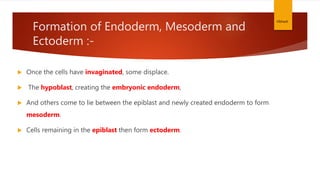 Formation of Endoderm, Mesoderm and
Ectoderm :-
 Once the cells have invaginated, some displace.
 The hypoblast, creating the embryonic endoderm,
 And others come to lie between the epiblast and newly created endoderm to form
mesoderm.
 Cells remaining in the epiblast then form ectoderm.
Vibhash
 