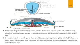 Vibhash
A. Dorsal side of the germ disc from a 16-day embryo indicating the movement of surface epiblast cells (solid black lines)
through the primitive streak and node and the subsequent migration of cells between the hypoblast and epiblast (broken
lines).
B. Cross section through the cranial region of the streak at 15 days showing invagination of epiblast cells. The 1st cells to move
inward displace the hypoblast to create the definitive endoderm. Once definitive endoderm is established, inwardly moving
epiblast forms mesoderm
 