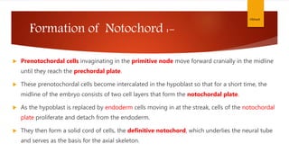 Formation of Notochord :-
 Prenotochordal cells invaginating in the primitive node move forward cranially in the midline
until they reach the prechordal plate.
 These prenotochordal cells become intercalated in the hypoblast so that for a short time, the
midline of the embryo consists of two cell layers that form the notochordal plate.
 As the hypoblast is replaced by endoderm cells moving in at the streak, cells of the notochordal
plate proliferate and detach from the endoderm.
 They then form a solid cord of cells, the definitive notochord, which underlies the neural tube
and serves as the basis for the axial skeleton.
Vibhash
 