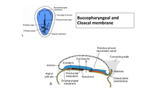 Buccopharyngeal and
Cloacal membrane
 