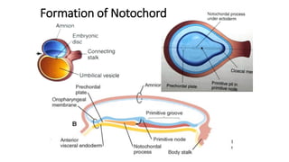 Formation of Notochord
 