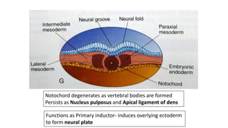 Notochord degenerates as vertebral bodies are formed
Persists as Nucleus pulposus and Apical ligament of dens
Functions as Primary inductor- induces overlying ectoderm
to form neural plate
 