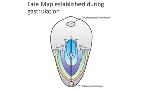 Fate Map established during
gastrulation
 