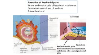 Formation of Prechordal plate
At one end cubical cells of hypoblast – columnar
Determines central axis of embryo
Future head end
 
