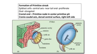 Formation of Primitive streak
Epiblast cells- central axis- near tail end- proliferate
Oval- elongated
Cranial end – Primitive node in center primitive pit
Cranio-caudal axis, dorsal-ventral surface, right-left side
 