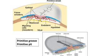 Primitive groove
Primitive pit
 