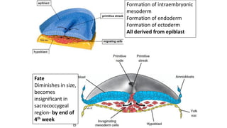 Formation of intraembryonic
mesoderm
Formation of endoderm
Formation of ectoderm
All derived from epiblast
Fate
Diminishes in size,
becomes
insignificant in
sacrococcygeal
region- by end of
4th week
 