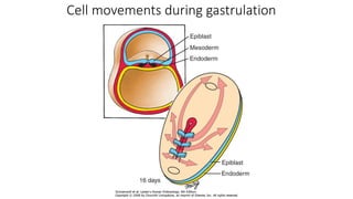 Cell movements during gastrulation
 