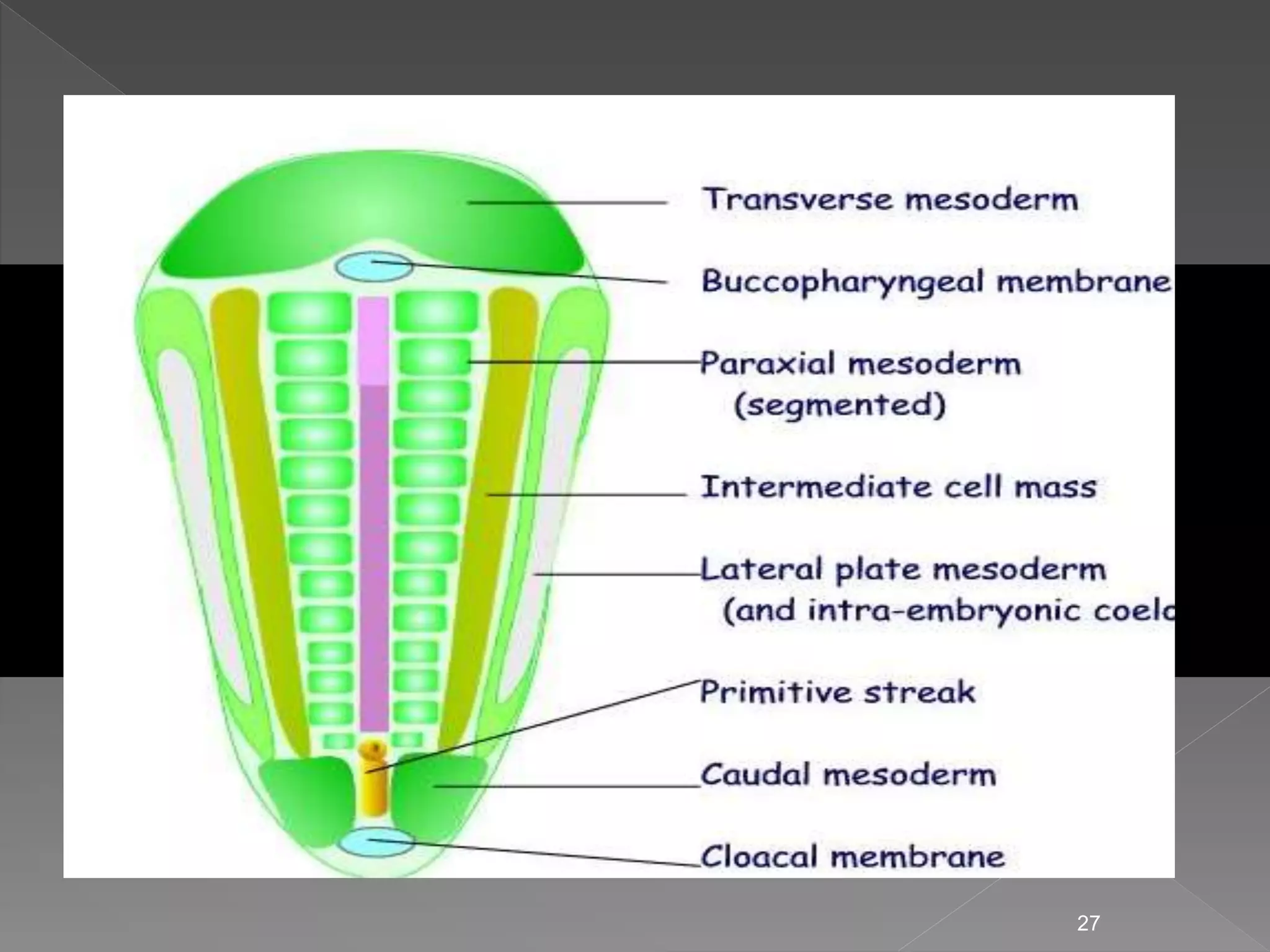 Third week of human development | PPTX