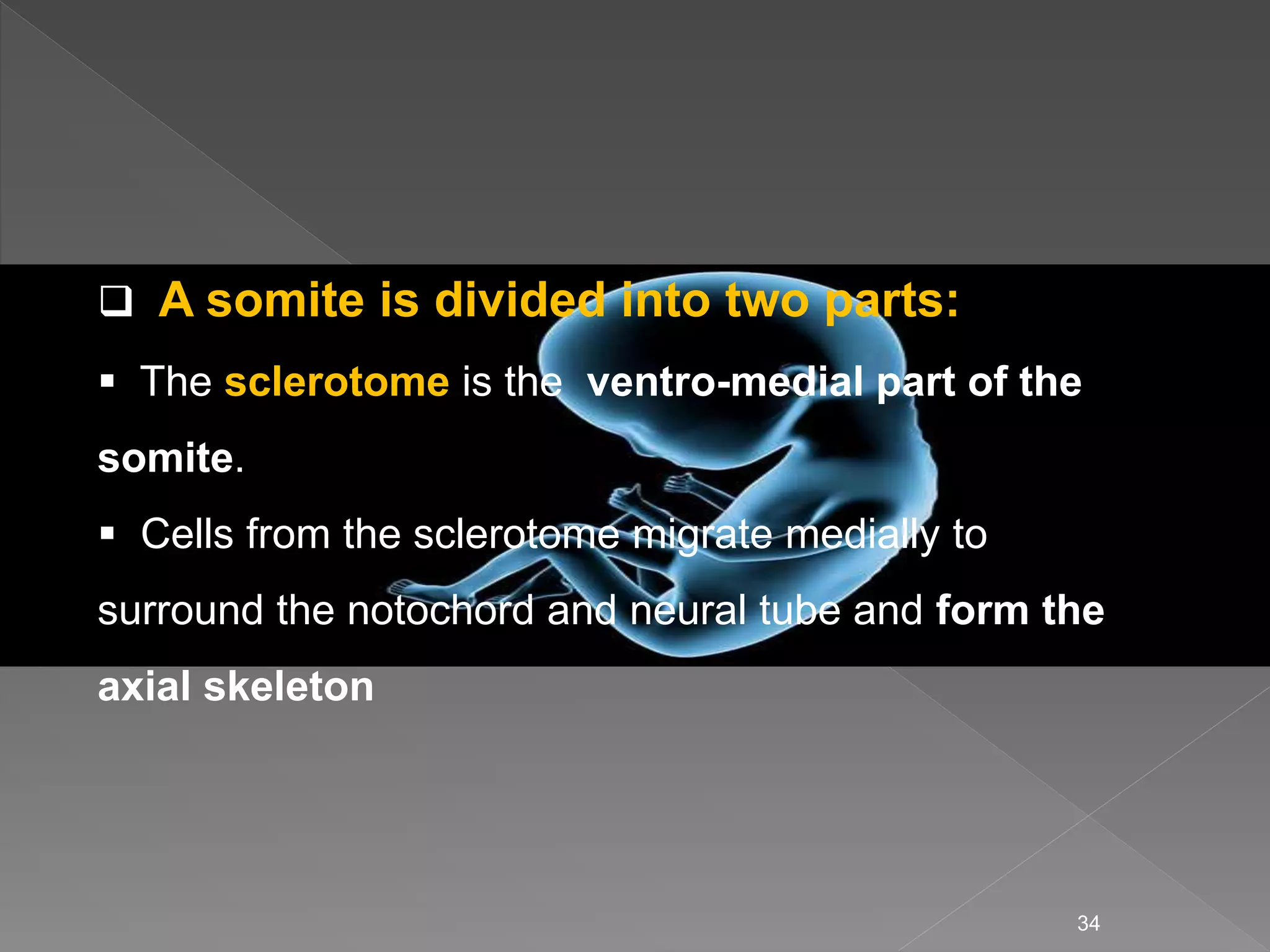 Third week of human development | PPTX