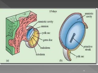 Third week of human development | PPTX
