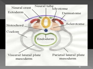 Third week of human development | PPTX