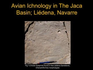 Avian Ichnology in The Jaca
Basin; Liédena, Navarre
Fig 1.0 Avian footprints found in the Liédena Sandstone,
Charadriiformes morphotypes
 