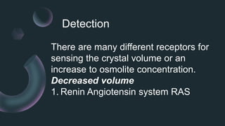Detection
There are many different receptors for
sensing the crystal volume or an
increase to osmolite concentration.
Decreased volume
1. Renin Angiotensin system RAS
 